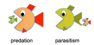 Difference between Predation and Parasitism