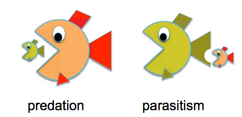 what is the difference between predator-prey and parasite-host