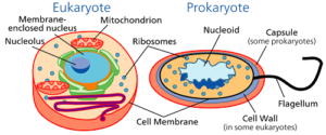 12 Crucial Difference between Prokaryotic and Eukaryotic Translation ...