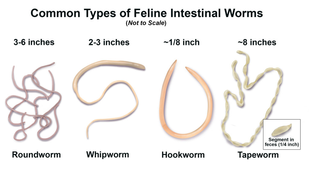 Difference between Roundworm and Tapeworm