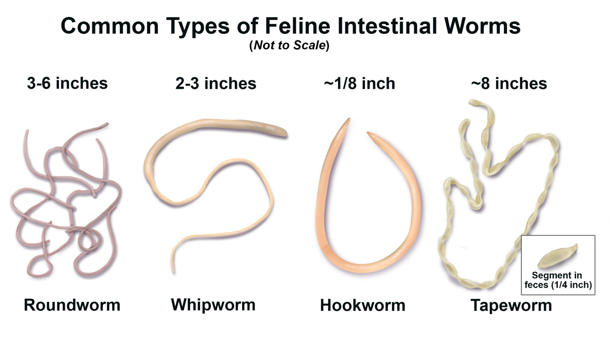 17 Major Difference between Roundworm and Tapeworm with Table Core