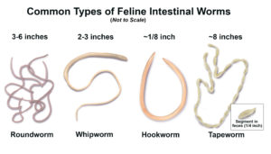 long flat worms in cats