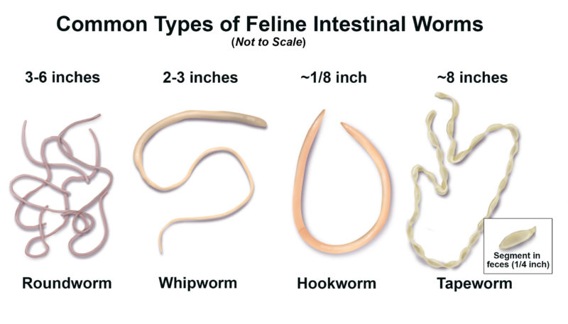 puppy worms that look flat