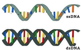 Difference between Single Stranded DNA and Double Stranded DNA