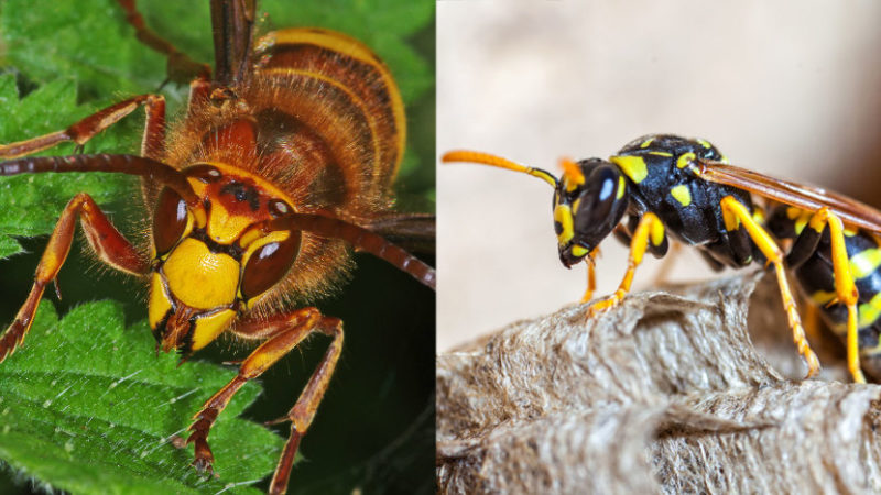 Difference between Wasp and Hornet