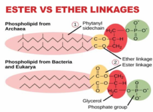 difference between ester and ether