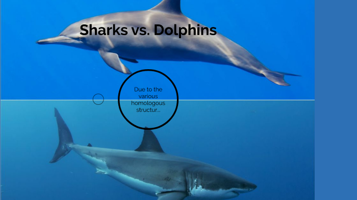 difference between shark and dolphin