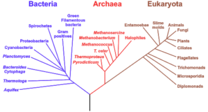 10 Key Difference between Archaea and Bacteria with Table - Core ...