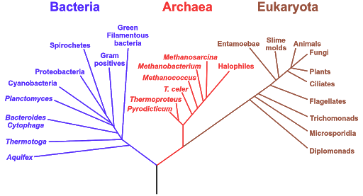 Difference between Archaea and Bacteria
