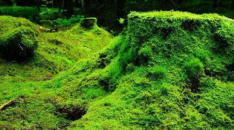 difference between bryophytes and algae