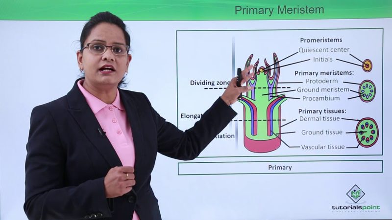 Difference between Primary and Secondary Meristem