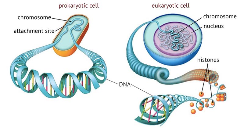 Difference between Prokaryotic and Eukaryotic Chromosomes