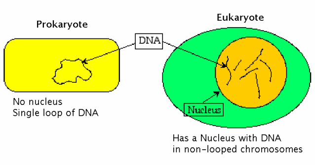 Difference between Prokaryotic and Eukaryotic DNA