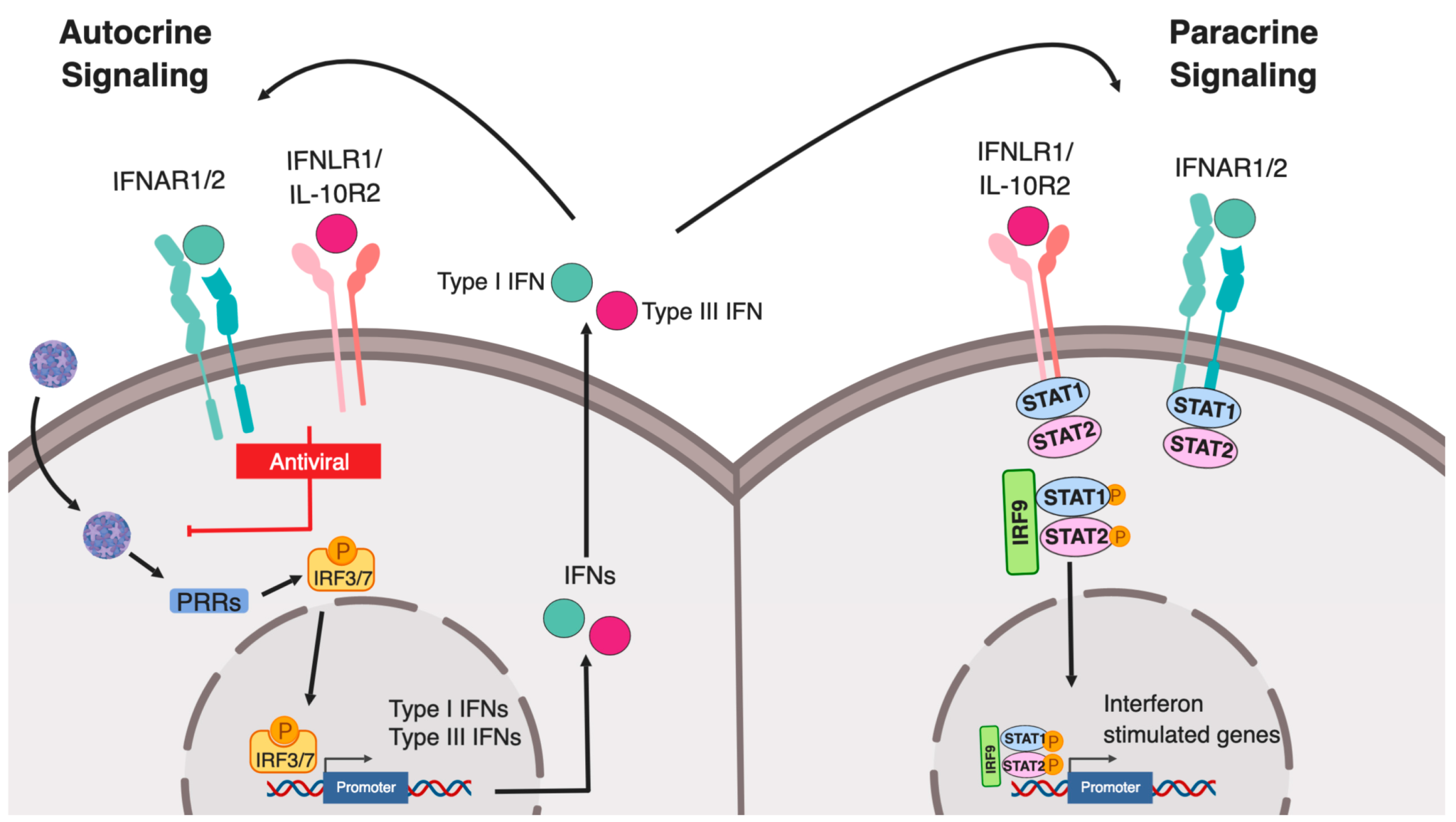 6-major-difference-between-type-i-and-type-ii-interferon-with-table-core-differences