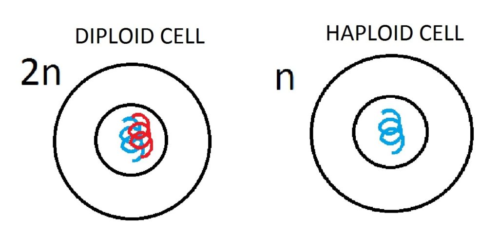 5-important-difference-between-haploid-and-diploid-cells-in-tabular-form-core-differences