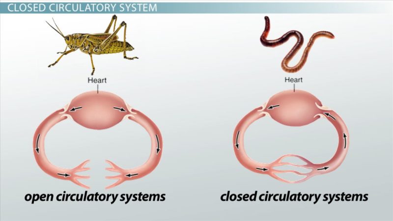 difference between open and closed circulatory system