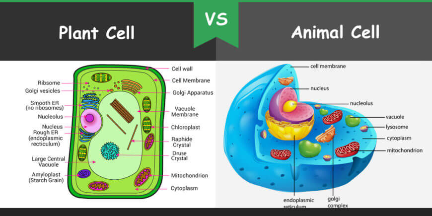 20 Biggest Difference between Plant Cell and Animal Cell with Comparison  Table - Core Differences