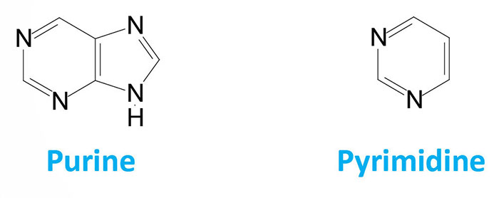 difference between purines and pyrimidines