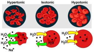 10 Crucial Difference between Hypertonic and Hypotonic Solutions - Core ...