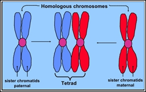 Difference Between a Tetrad and a Chromatid Pair