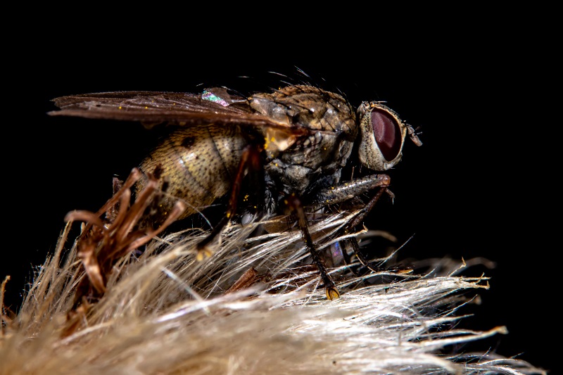 Difference between Male and Female Fruit Flies