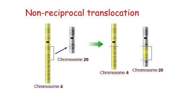 Difference between Reciprocal and Non-Reciprocal Translocation