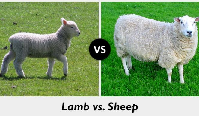 20 Honest Difference Between Lamb And Sheep With Table Core Differences