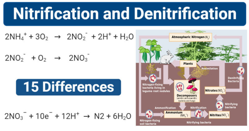 Difference between Nitrification and Denitrification