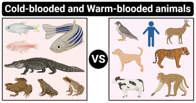 Difference between Cold-blooded and Warm-blooded Animals