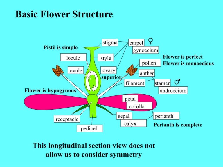 What Is The Pistil Function In A Flower