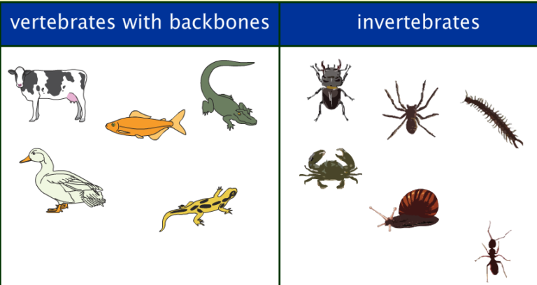 25 Important Difference between Invertebrates and Vertebrates with