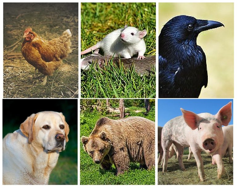 16 Top Difference Between Herbivores, Carnivores and Omnivores with