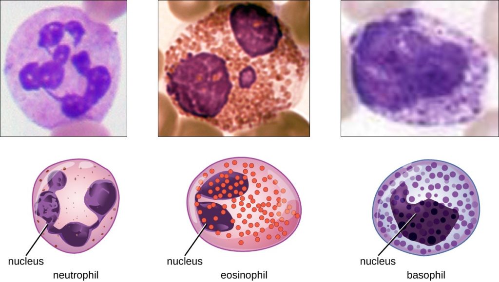 9 Difference Between Neutrophils, Eosinophils and Basiophils with Table