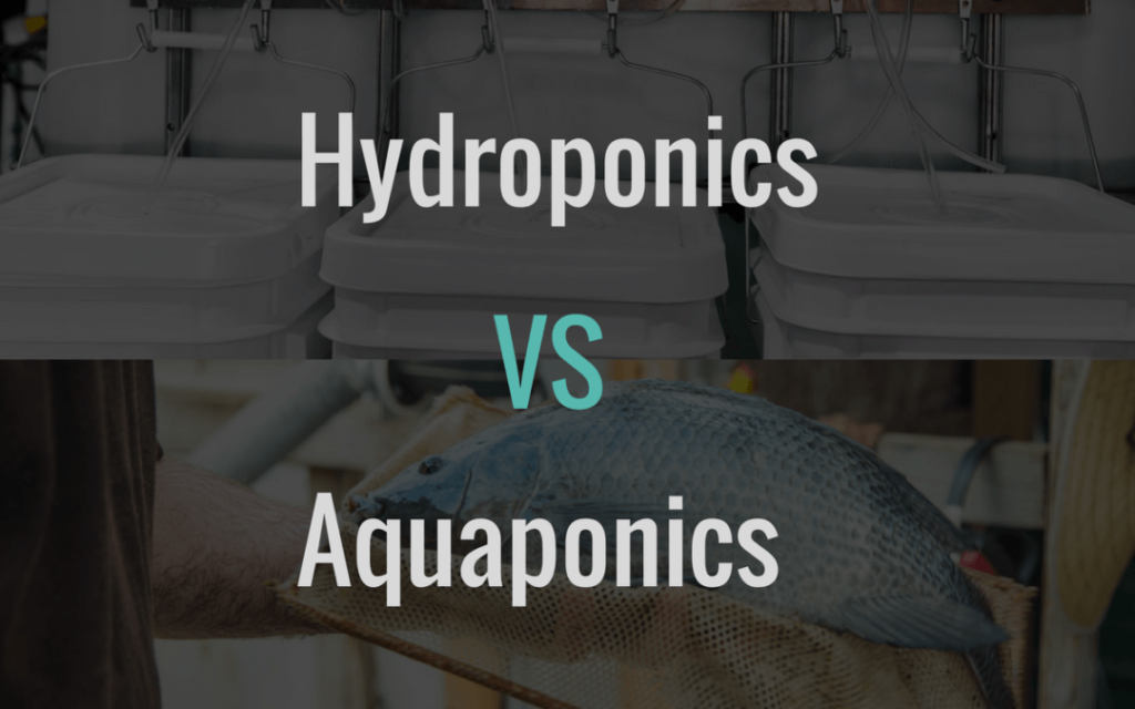 15 Honest Difference Between Hydroponics And Aquaponics With Similarities Core Differences