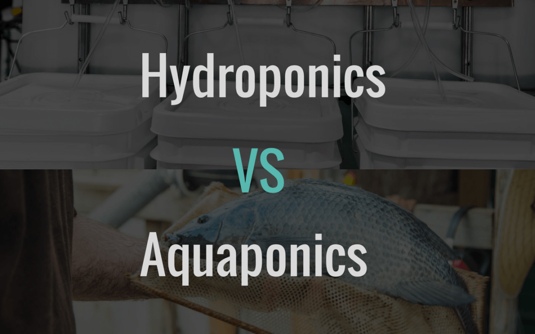 Difference Between Hydroponics and Aquaponics 