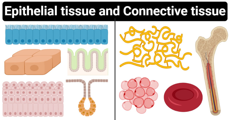  Difference Between Epithelial and Connective Tissues 