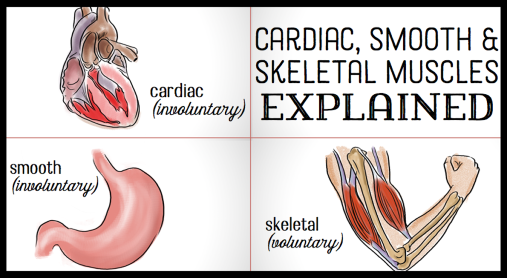 What Muscle Tissue Can Be Both Voluntary And Involuntary