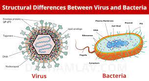 Difference Between Bacteria and Virus 