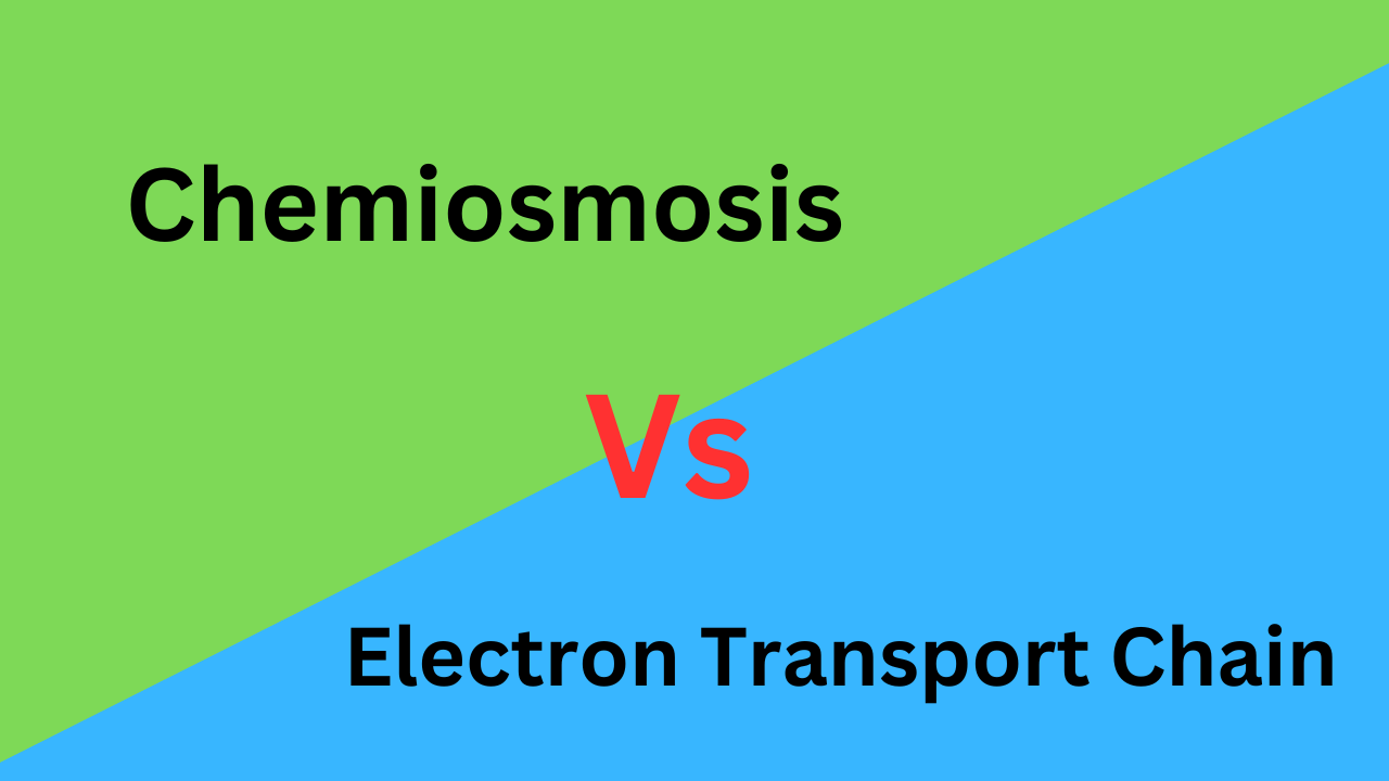 7 Difference Between Chemiosmosis and Electron Transport Chain (With Table)