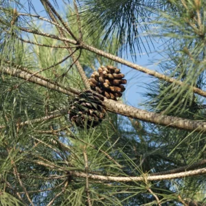 Stone Pine (Pinus pinea)