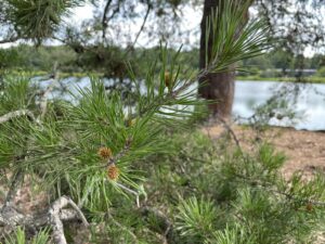 Virginia Pine (Pinus virginiana)