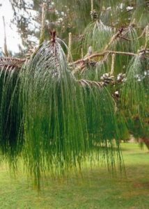 Mexican Weeping Pine (Pinus patula)