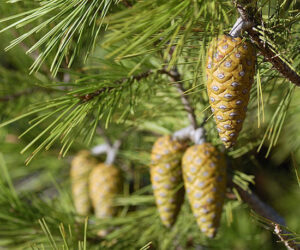 Aleppo Pine (Pinus halepensis)