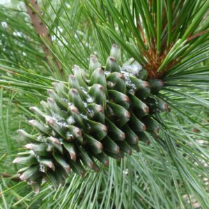 Korean Pine (Pinus koraiensis)