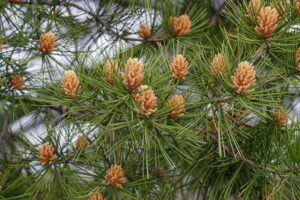 Lacebark Pine (Pinus bungeana)