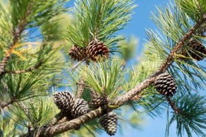 Pitch Pine (Pinus rigida)