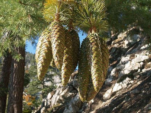 Sugar Pine (Pinus lambertiana)