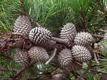 Table Mountain Pine (Pinus pungens)