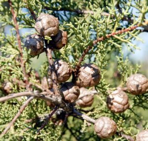 Tecate Cypress Pine (Pinus quadrifolia)