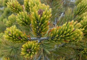 Texas Pine (Pinus remota)